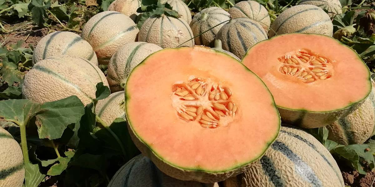 Coop Sole: campagna fragolicola da incorniciare, adesso si punta su berries e meloni